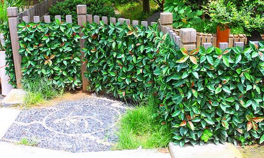 一樓的后花園 設(shè)計(jì)富有自然情調(diào)的籬笆